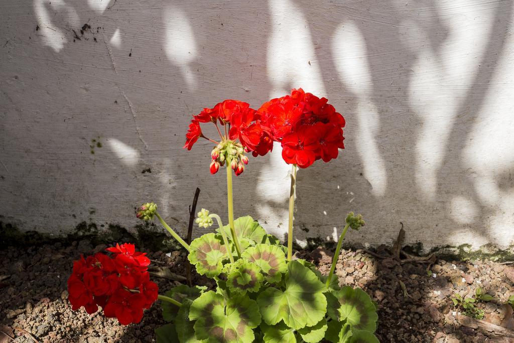 Вилла Family House Garden Понта-Делгада Номер фото